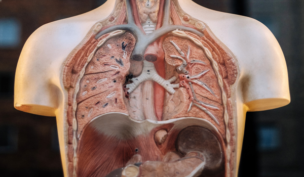 a modal of lungs